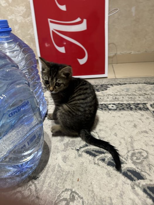 котенок бесплатно