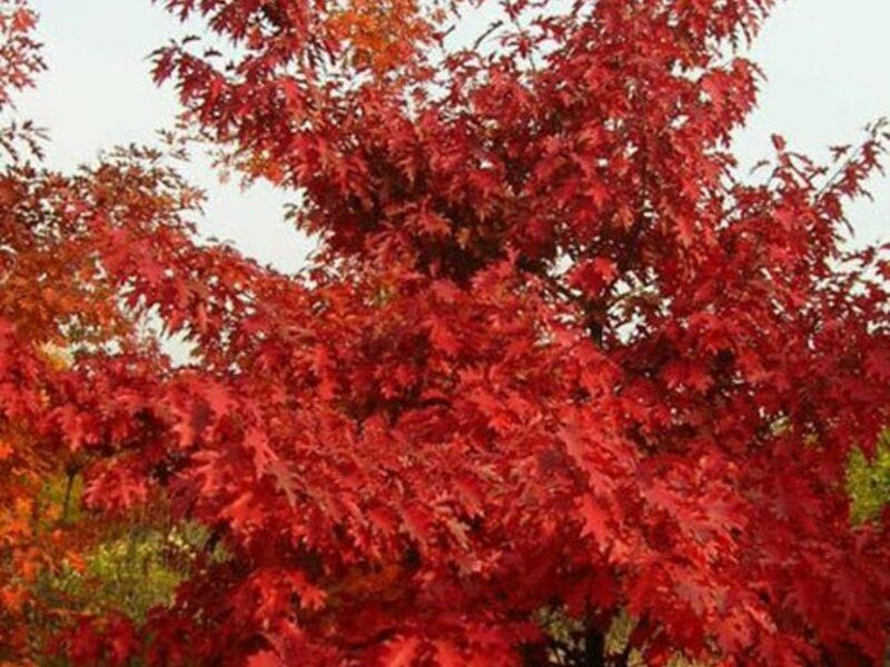 Stejar Rosu American