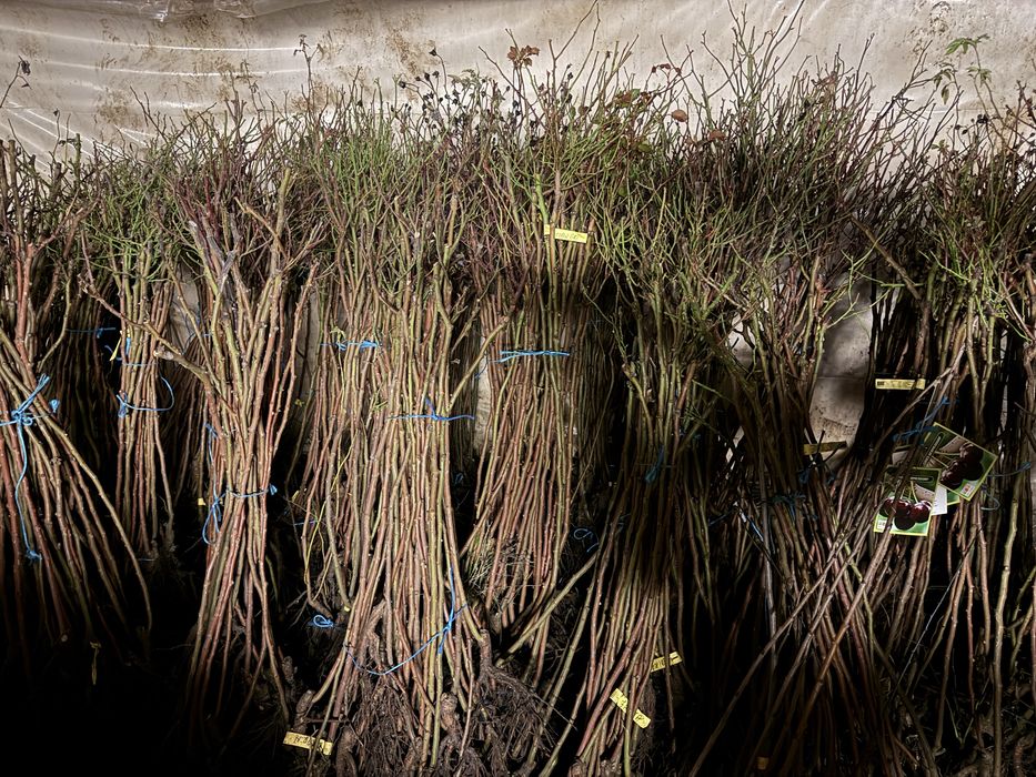 Trandafiri Pomișor EN-GROS (nu trimitem prin curier)