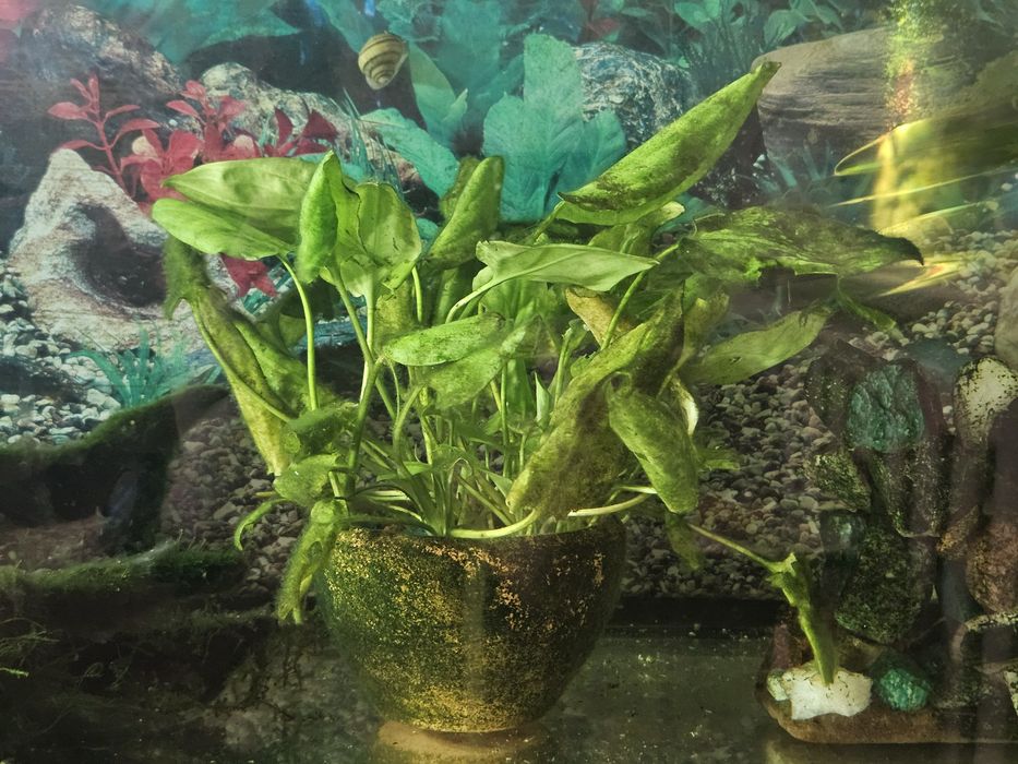 Продам растения для аквариума