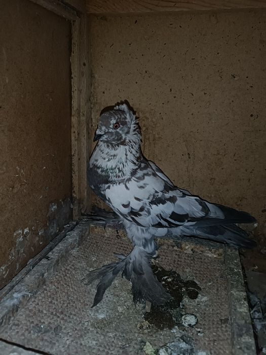 Продаю соч самца чубатый