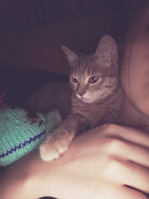 Отдам котика бесплатно