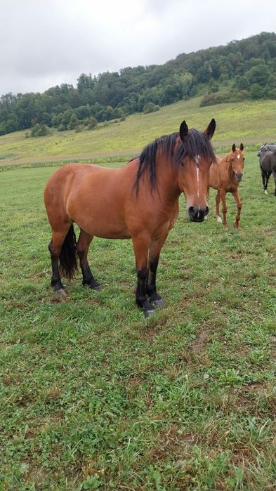 Iapa  ponei talie mare  de 3 ani