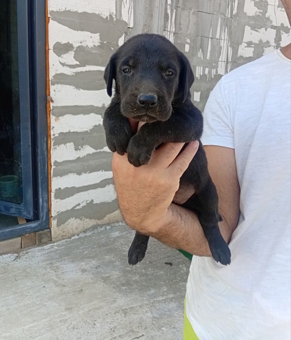 Labrador dragalas