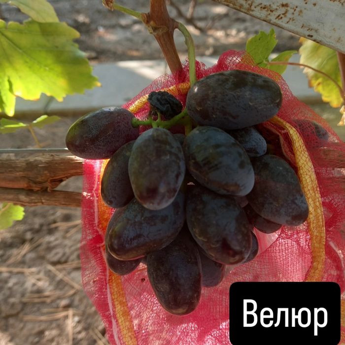 Саженцы Винограда