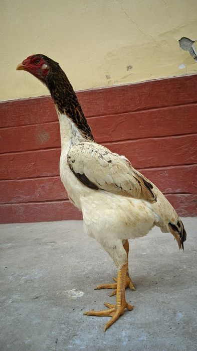 Кореец мекен сатылады