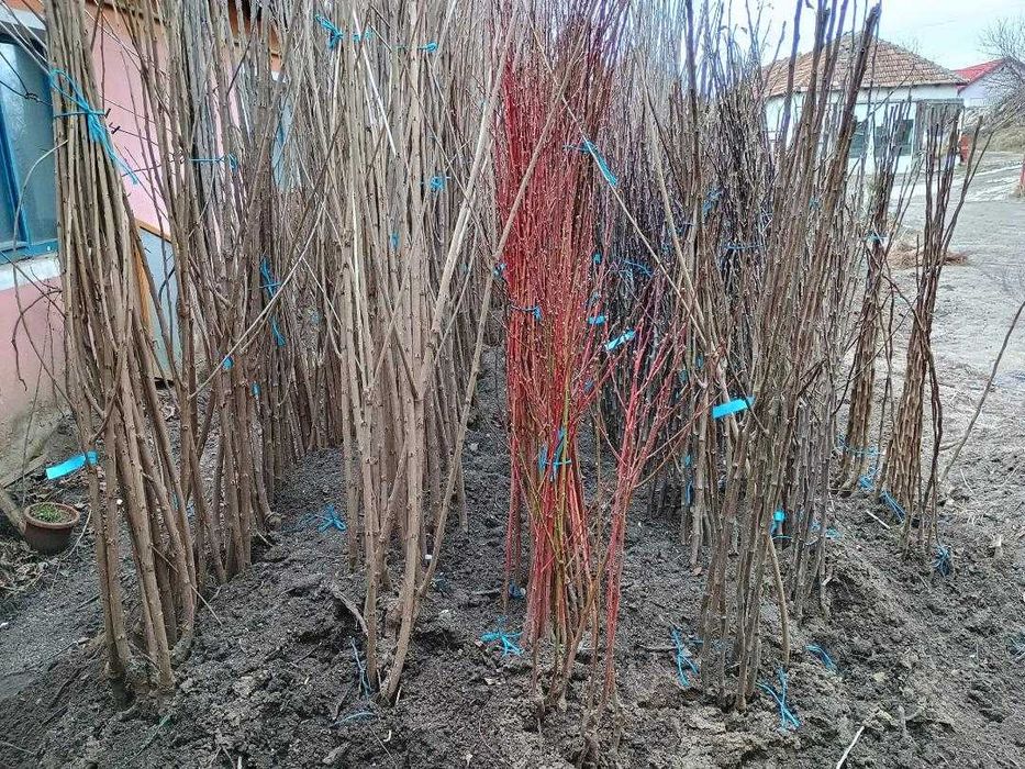 Cires altoi/aluni/Chandler/Agris.smochini/Paulownia.livrare