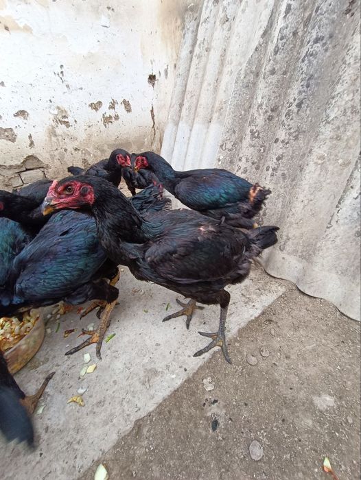 Мокилар сотилади