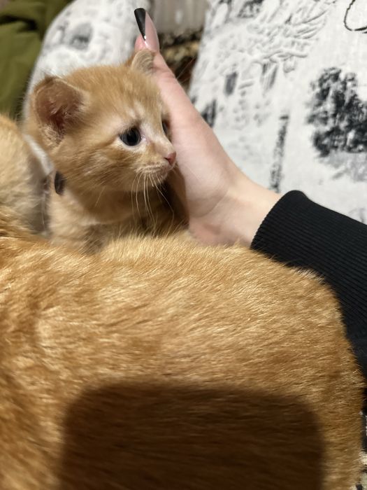Отдам котенка в добрые руки!