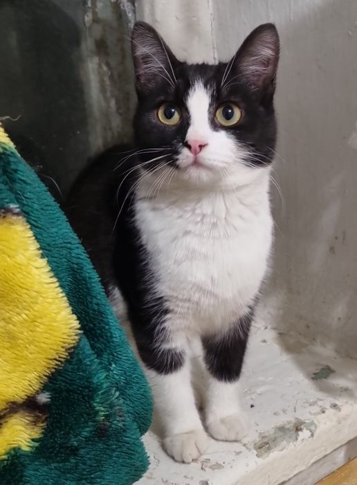 Котёнок в добрые руки