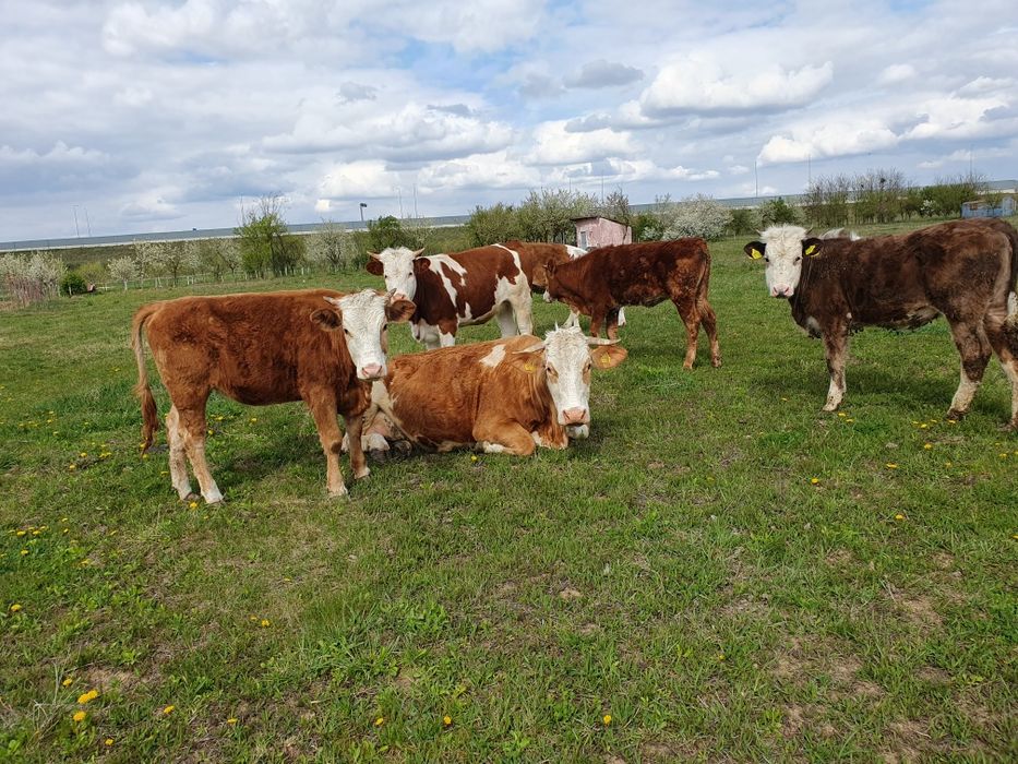 Vand 5 juninci baltate