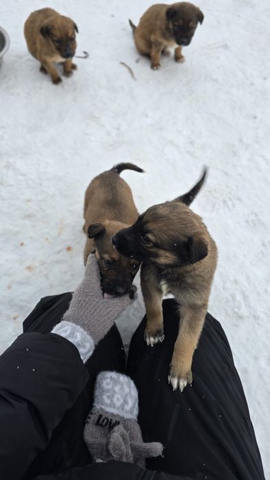 Раздаём щенков от немки