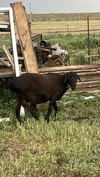 Продаю Кошкар находиться в Караганде