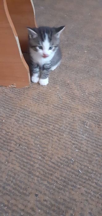 Котята в подарок