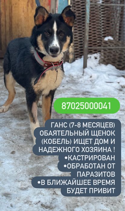 Щенок 9 месяцев ишет дом