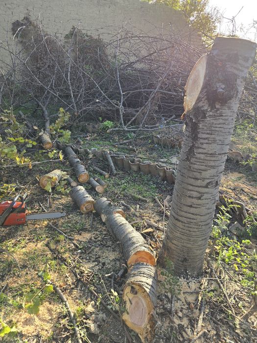 Почистване на дворове и др. услуги!!