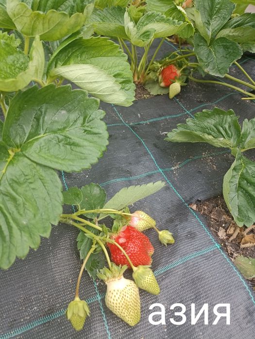 Продам рассаду клубники