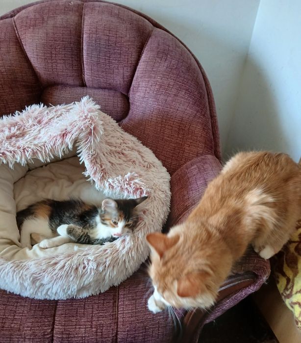 Ангорско коте - мъжко, на 3 месеца