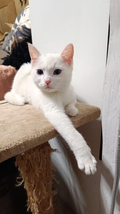 Белая девочка кошечка