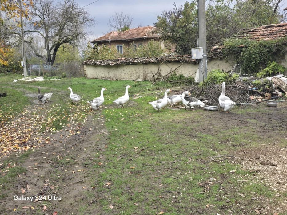 Продавам патки и патоци