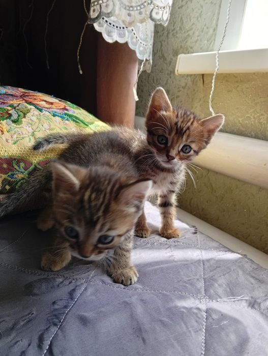 Бенгальские котята