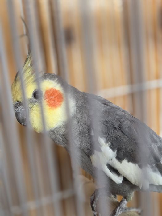 Papagali nimfa cu tot cu cușcă mare