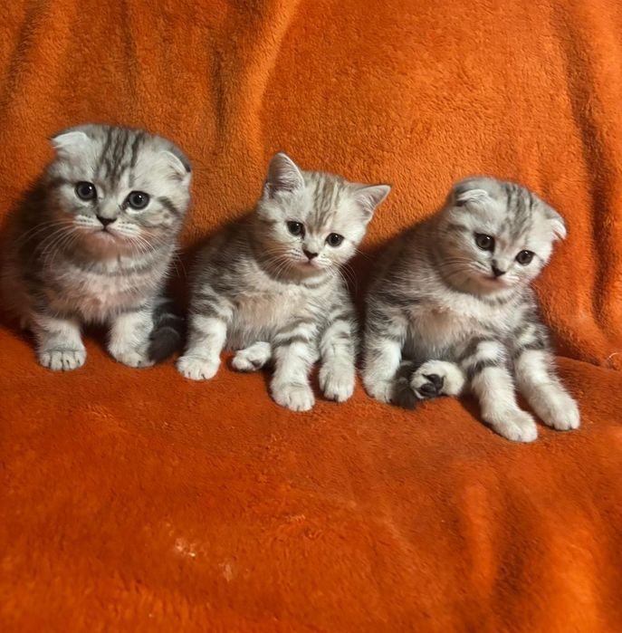 Шотландские Котятки