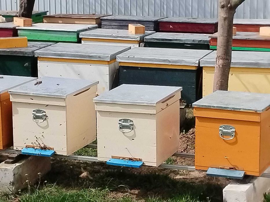 Vând 50 familii de albine