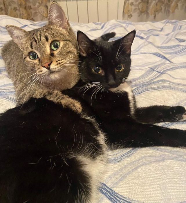 Гостиница для питомцев