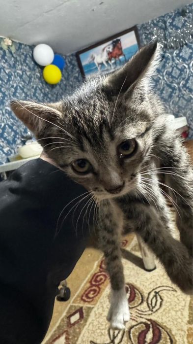 Котята шотландцы 2 месяца