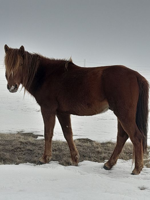 Бес жасар айғыр сатылады
