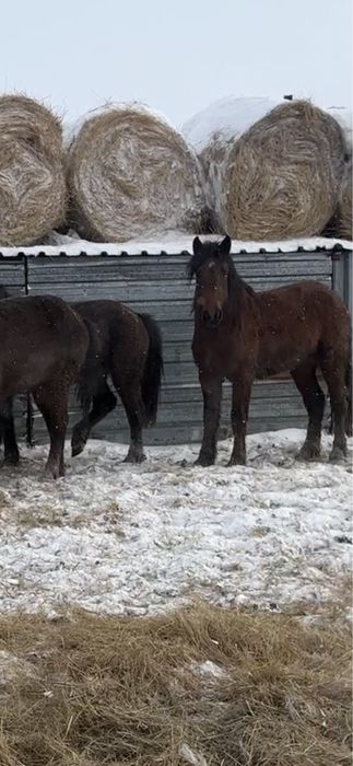 Жеребец полутяж 3 года