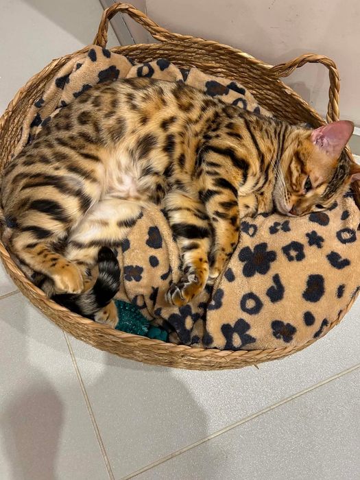 Продавам 2 Бенгалски котки две момченца
