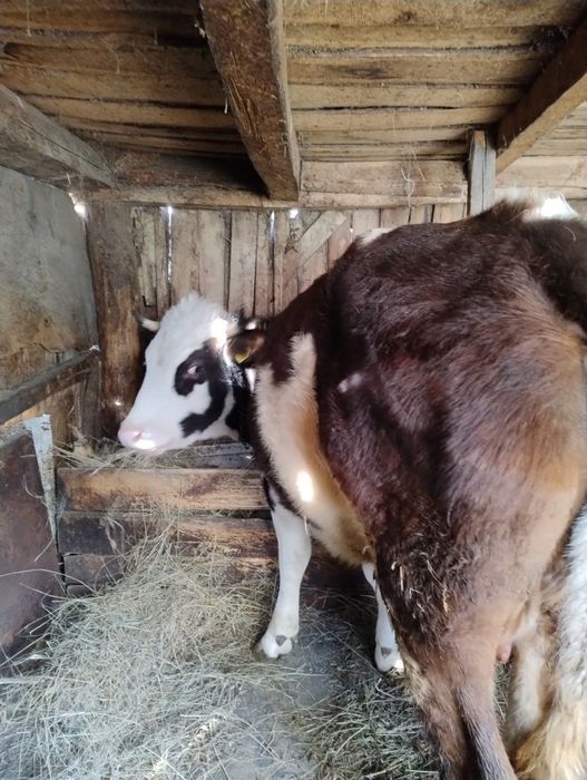 Vând vaca în vârstă de 5 anii ,are o fătare, gestanta în 2 luni