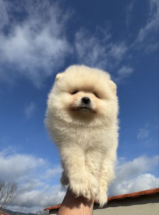 Продавам померан - възможна доставка