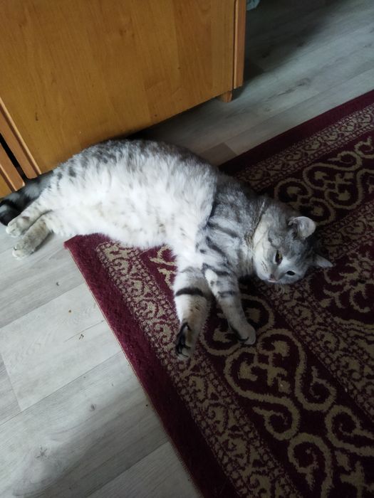 Отдам в хорошие руки