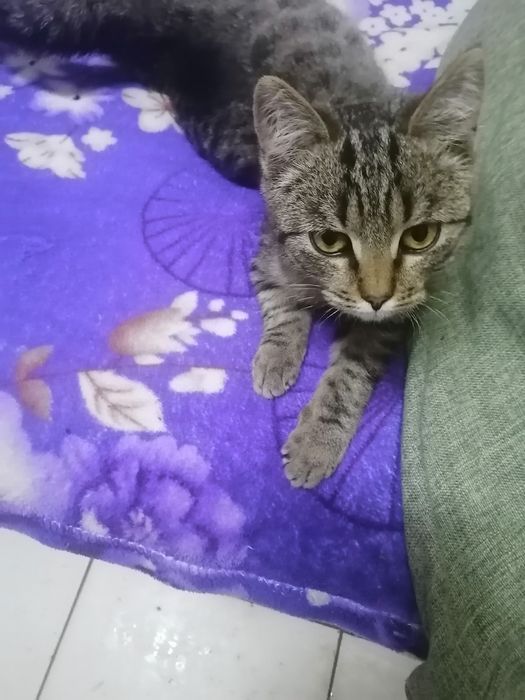 Отдам в добрые руки