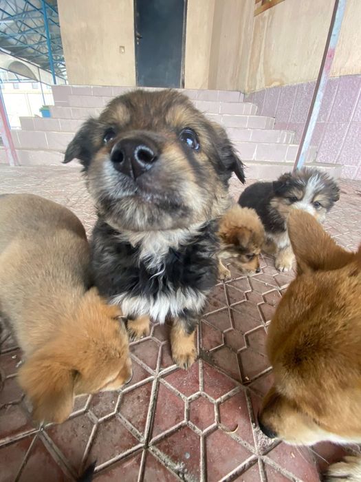 Щенков в добрые руки.