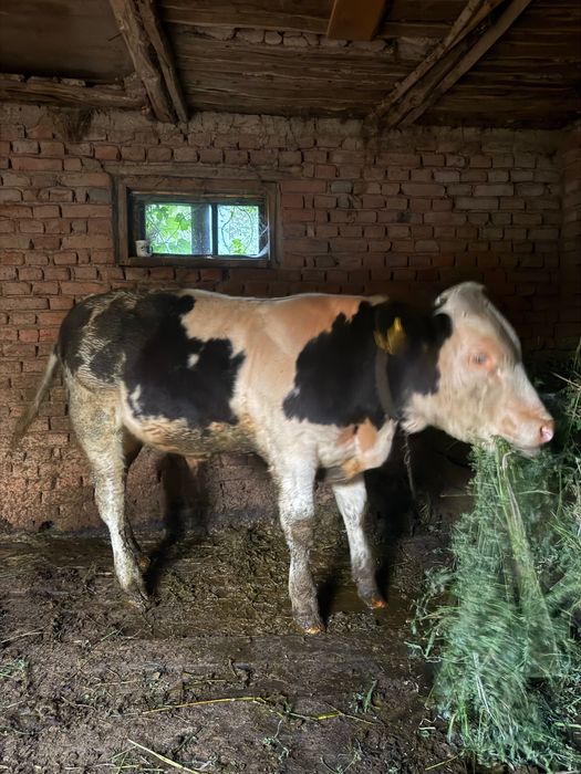 Vaca cu vițel de 6 luni