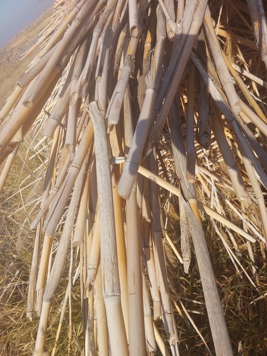 Камыс сатылады. Камыш.
