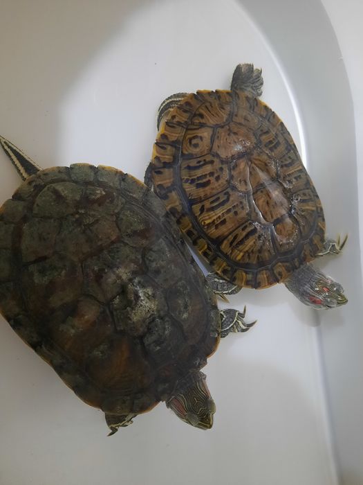 Продам двух черепах 5000