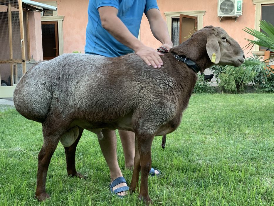 Qoy Arashan Sotiladi  Арашан парода прадается