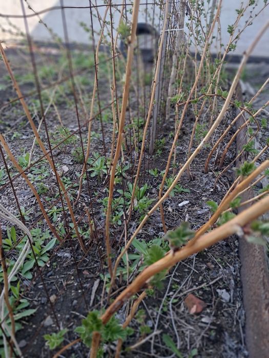 Продаю малину двух видов.