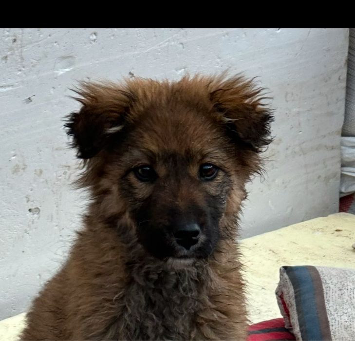 Ищем добрые руки для щенка