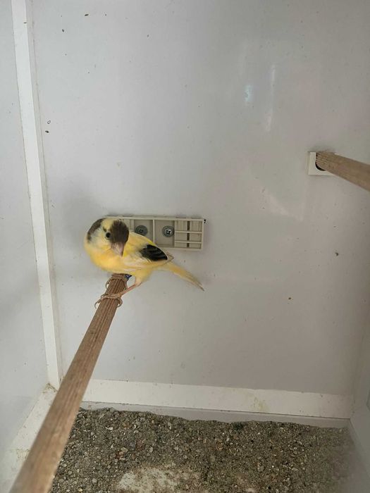 Canari de vanzare