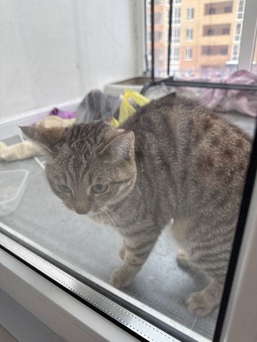 Отдам кошку в добрые руки