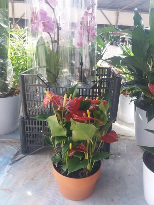 Продам цветы Антуриум