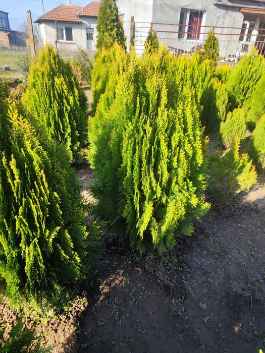 Туя Ауреа Нана , Лейланди , Смарагд !