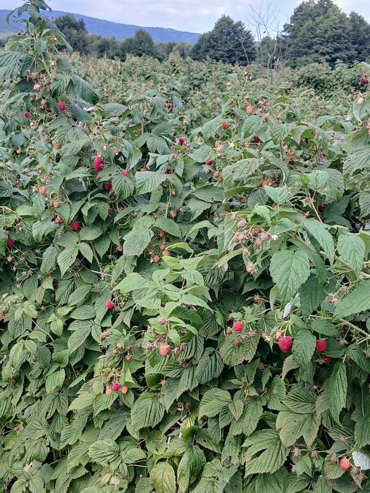 РАЗСАД Малини и Ягоди