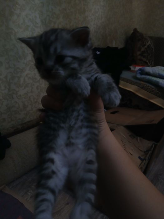 Шотландские котята